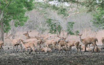 Harga Safari jeep tiket masuk baluran