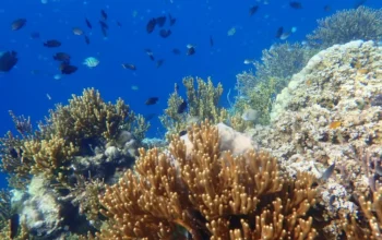 snorkeling di menjangan
